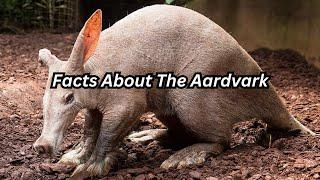 Facts about the aardvark