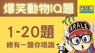 超爆搞笑動物IQ題 20題 - 總有一題你唔識 | 柒花稿