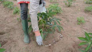 Tailored Fertilizer Recommendations for Cassava