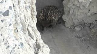 Echidna in Fort Nepean, Portsea 2/3