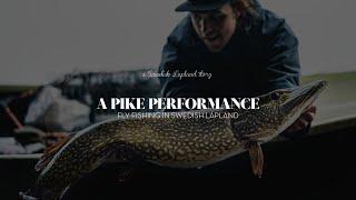 Fly fishing for pike in Swedish Lapland