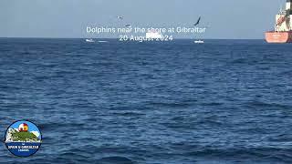 Dolphins in The Bay of Gibraltar Close to The Shore 20 August 2024