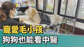 台北｜公民｜寵愛毛小孩 狗狗也能看中醫