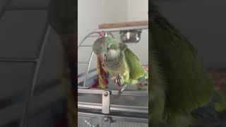 Stanley Enjoying A Peanut #pets #birds #parrot #cute #funny #food  #snacks