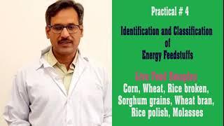 Energy feedstuffs-Live samples-Lecture Series in Animal Sciences, Animal Nutrition