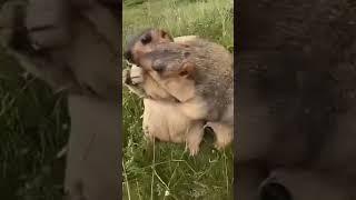 Top 5 Capybara #memes