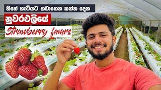 ඇති වෙනකන් Strawberry  | Strawberry farms Nuwaraeliya 