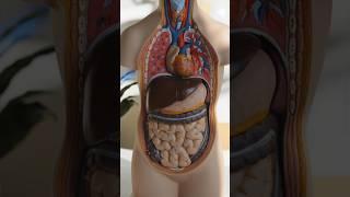 Human Internal organs 3D Animation /// #organs