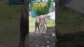 hathi #shorts #viral #trending #ishika baby vlogs