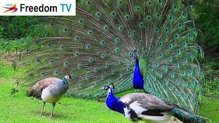 Peacock bay ,Khadakwasala Dam, Near Pune.