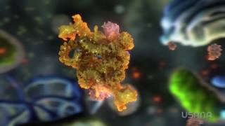 Medical Animation: Innovated Renewal au en| USANA Video