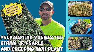 Easiest Propagation Method That Gives You Unlimited Continuous Supply