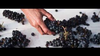 What is Carbonic Maceration in winemaking?