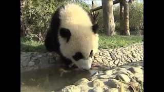 Thirsty panda