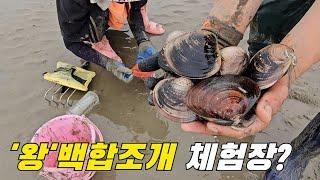 1만원내고 10만원을 벌어가는 수도권 가까운 갯벌체험장?! +먹방 ft.마시안갯벌체험장