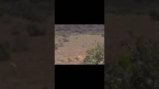 Caza de Springbuck en Sudáfrica. Springbuck hint in South Africa