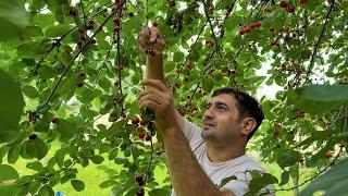 HARVESTING SOUR CHERRY IN THE VILLAGE! GRILLING 8KG CHICKEN IN A BIG BARREL  OUTDOOR VILLAGE LIFE