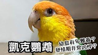 【鸚鵡藏經閣】凱克鸚鵡究竟有甚麼獨特魅力?幼鳥為甚麼不適合新手?發情非常兇悍? EP.9| 精鵡瘋雲