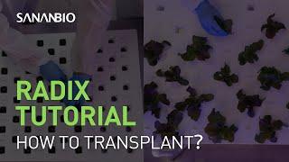 SANANBIO RADIX Transplanting Process