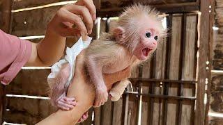 Baby monkey Mynu 30 day journey heal hand wound | Part 2