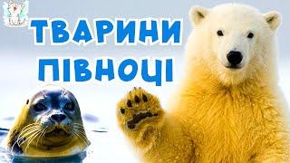 Тварини півночі для дітей українською мовою - Вчимо голоси тварин Арктики