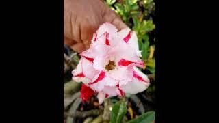 FLORES DE ROSA DO DESERTO.