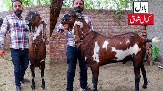 Badal Giant Heavy Weight Amritsari Goat Of Amir Dogar Lahore 2023