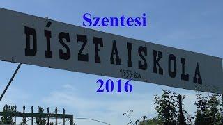 Szentesi Díszfaiskola 2016