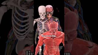All Human Body Systems | Male Anatomy ️