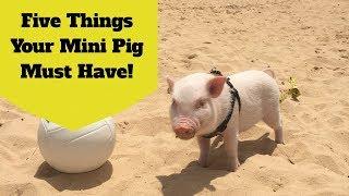 New Mini Pig Owner? Five Things You Must Buy!