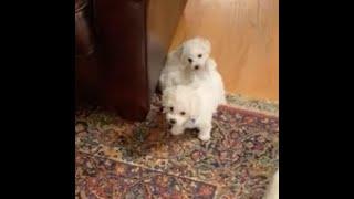 Bichon Frise Puppies Playing at 7 weeks