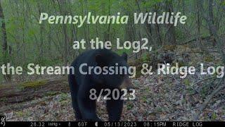 Pennsylvania Wildlife at the Log2, the Stream Crossing & Ridge Log 8/2023