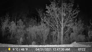 Critter Cam 1