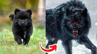 Before & After Animals Growing Up | Amazing Animal Transformation 18