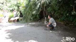 Flamingo chick meets the rest of the flamingo flock for the first time