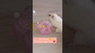 РАСПАКОВКА НОВОЙ ТАБА ЛАПКИ СКВИШ #таба #табалапка #лапка #сквиш #антистресс