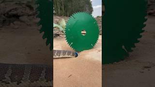 Easy Snake Trap using blue cutting tools #creativesnaketrap #buildsnaketrap