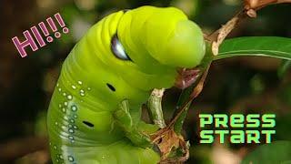 Asian Caterpillar 3 Minutes Smart Nature 4K