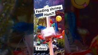 Feeding our pet shrimp ham! (3 Days!) #shrimp #aquarium #shorts