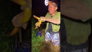 Catching Eel in the Rice Field of the Rural Chinese  Eel Fishing 7