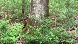 Cades Cove Black Bear and Cubs