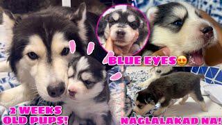 Thunder’s Early Developed Pups! | ANG BILIS NILA LUMAKI! | Husky Pack TV