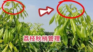 荔枝秋梢管理技術分享，教你如何種植荔枝，以及病蟲害防控Sharing of lychee autumn shoot management techniques,how to grow lychees