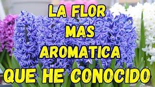 Como Cuidar JACINTOS una Flor  muy Aromática