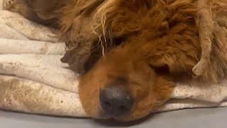 Neglected rescue dog is unrecognizable now