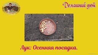Лук под зиму.  Лук, осенняя посадка под зиму.