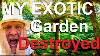 Tropical Gardens UK: My Exotic Garden Destroyed!