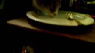 Tilly the cat licking humans' plate