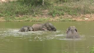 Wild And Free Animals in Thailand