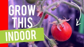 Indoor Garden Tour | How to Grow Plants in a Grow Tent